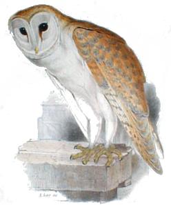Tyto Alba
