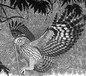 Western Screech Owl, ©John Schmitt